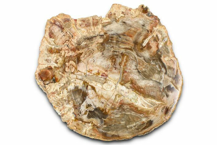 Beautiful Petrified Wood (Araucaria) Slab - Madagascar #361464